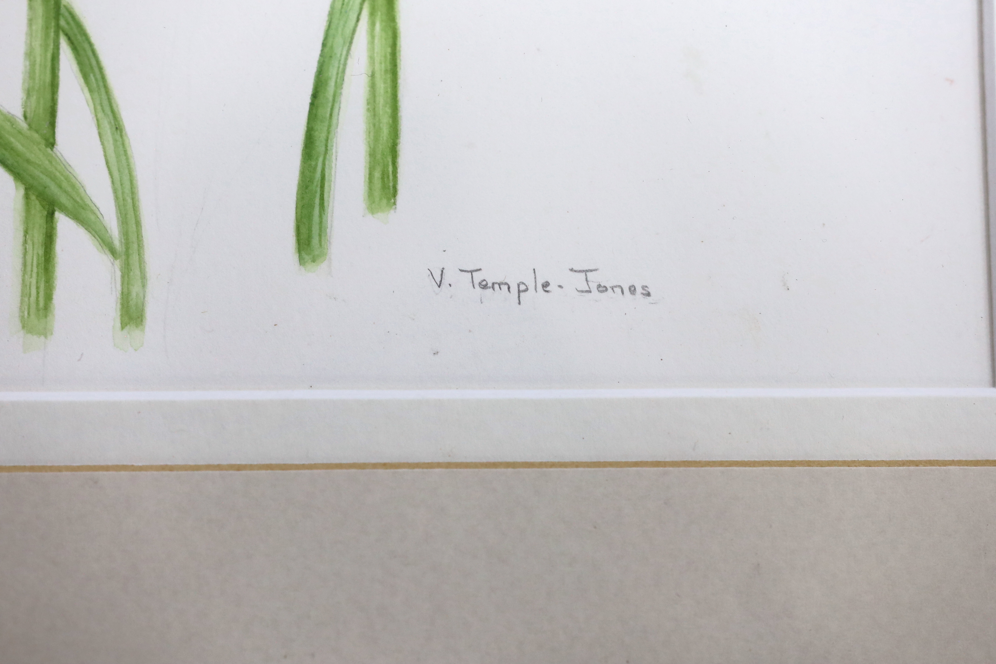 Valerie Temple-Jones (contemporary), botanical watercolour, 'Narcissus', signed, labels verso, 35 x 26cm